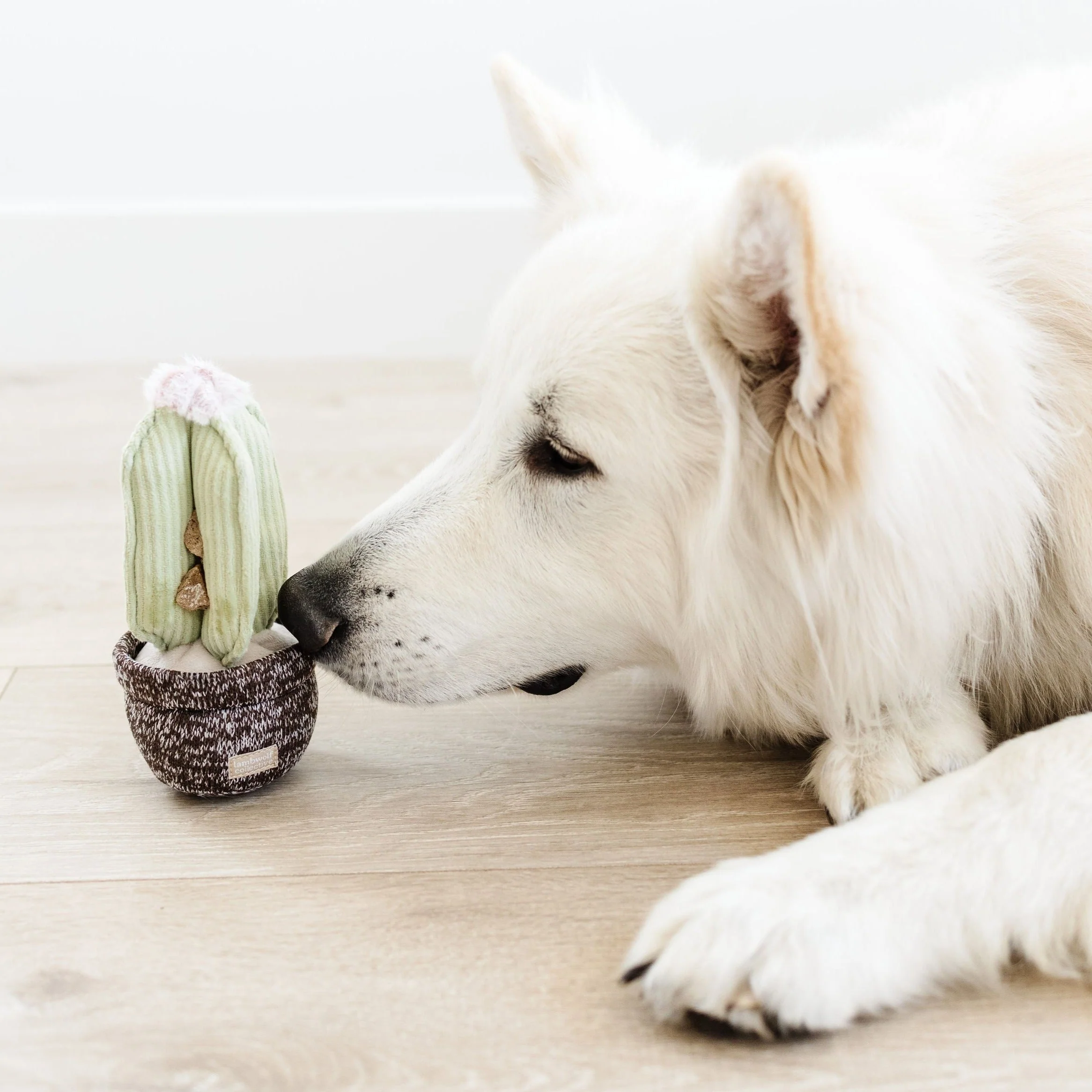 CACTUS - Image 2
