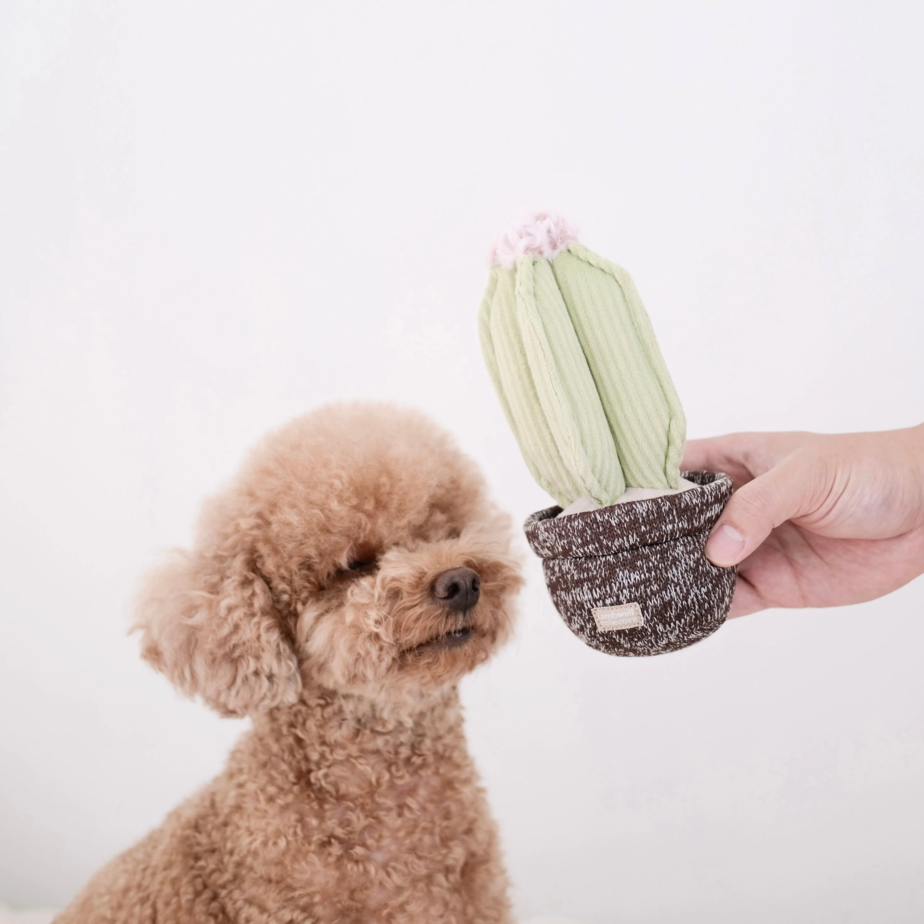 CACTUS - Image 5