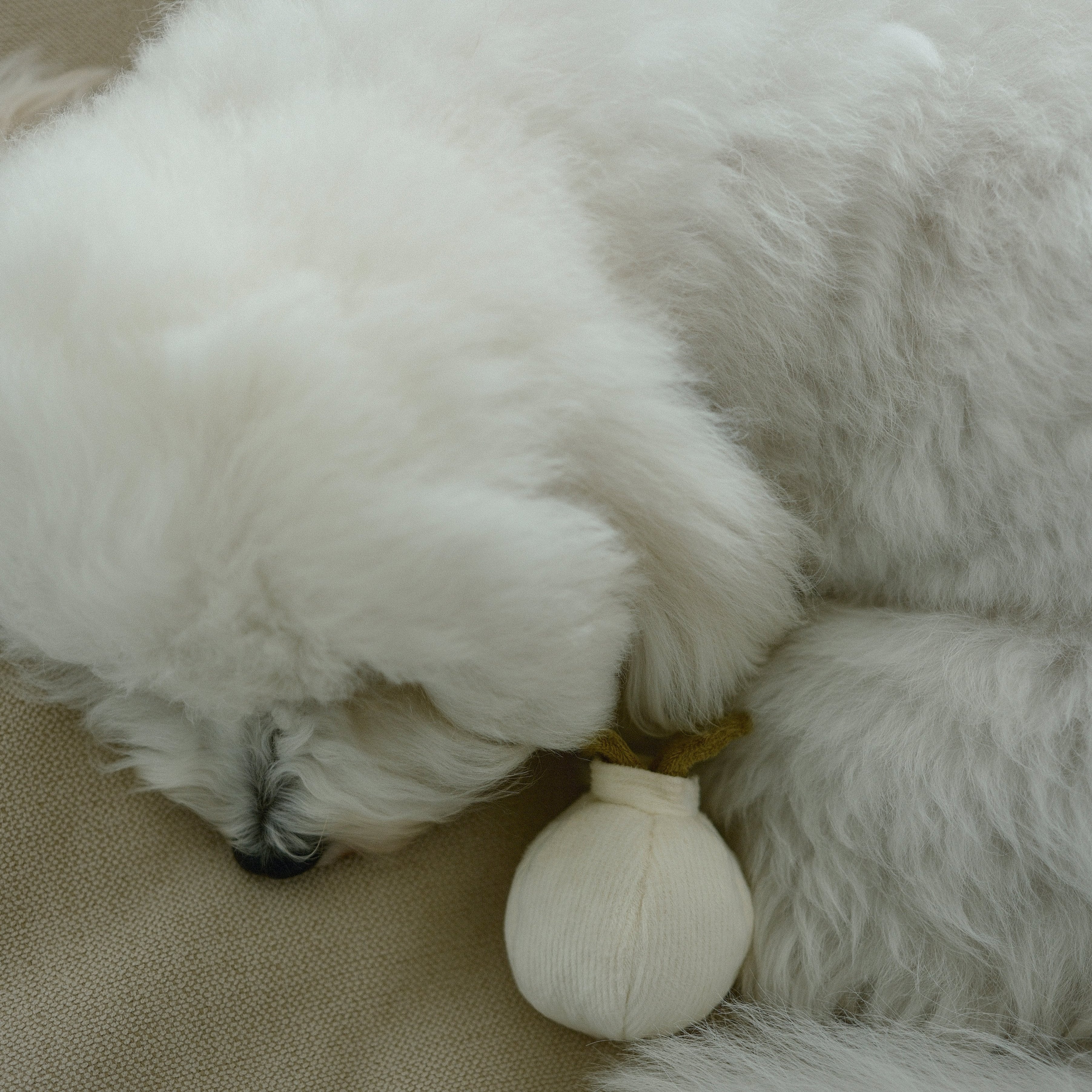 GARLIC POP - Image 10