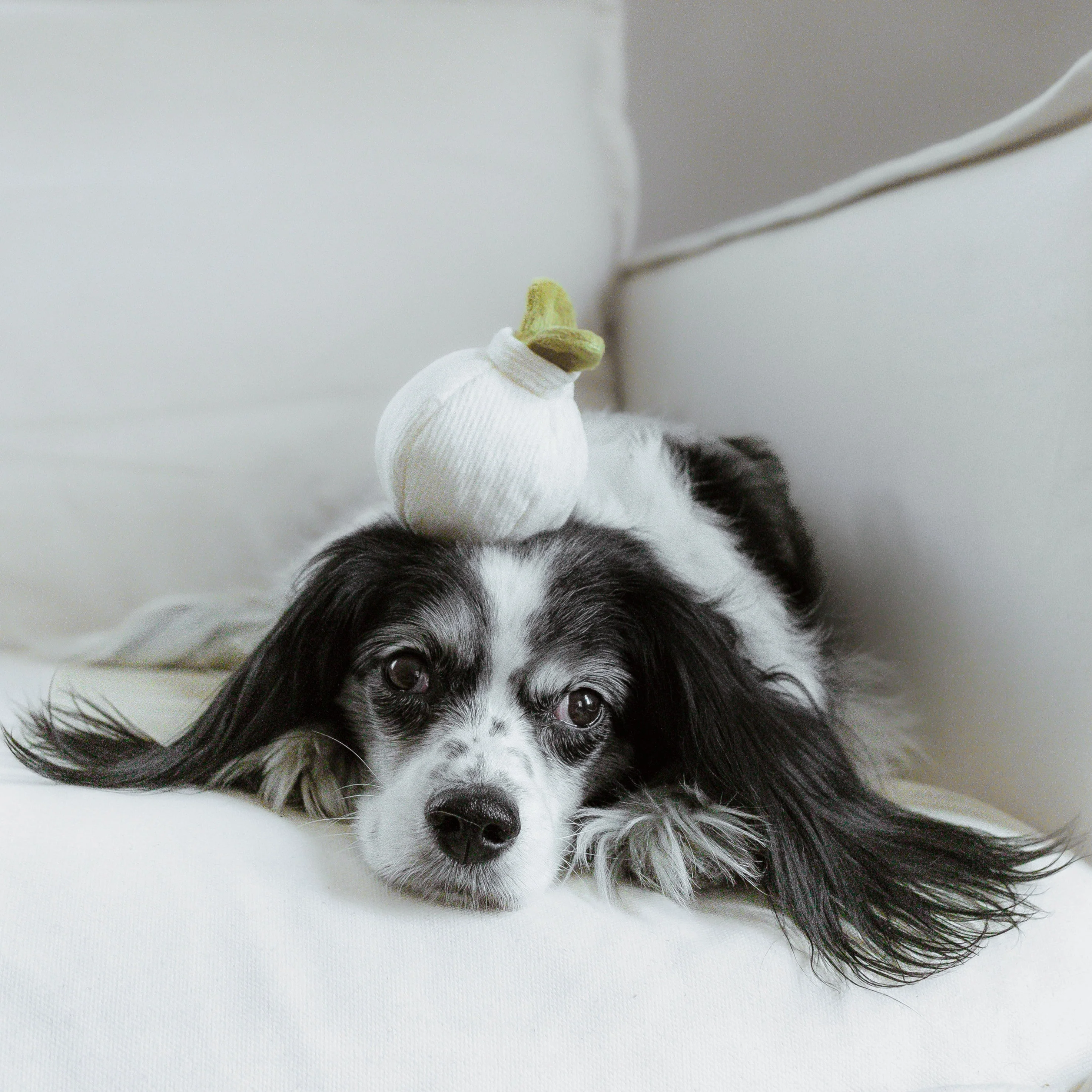 GARLIC POP - Image 3