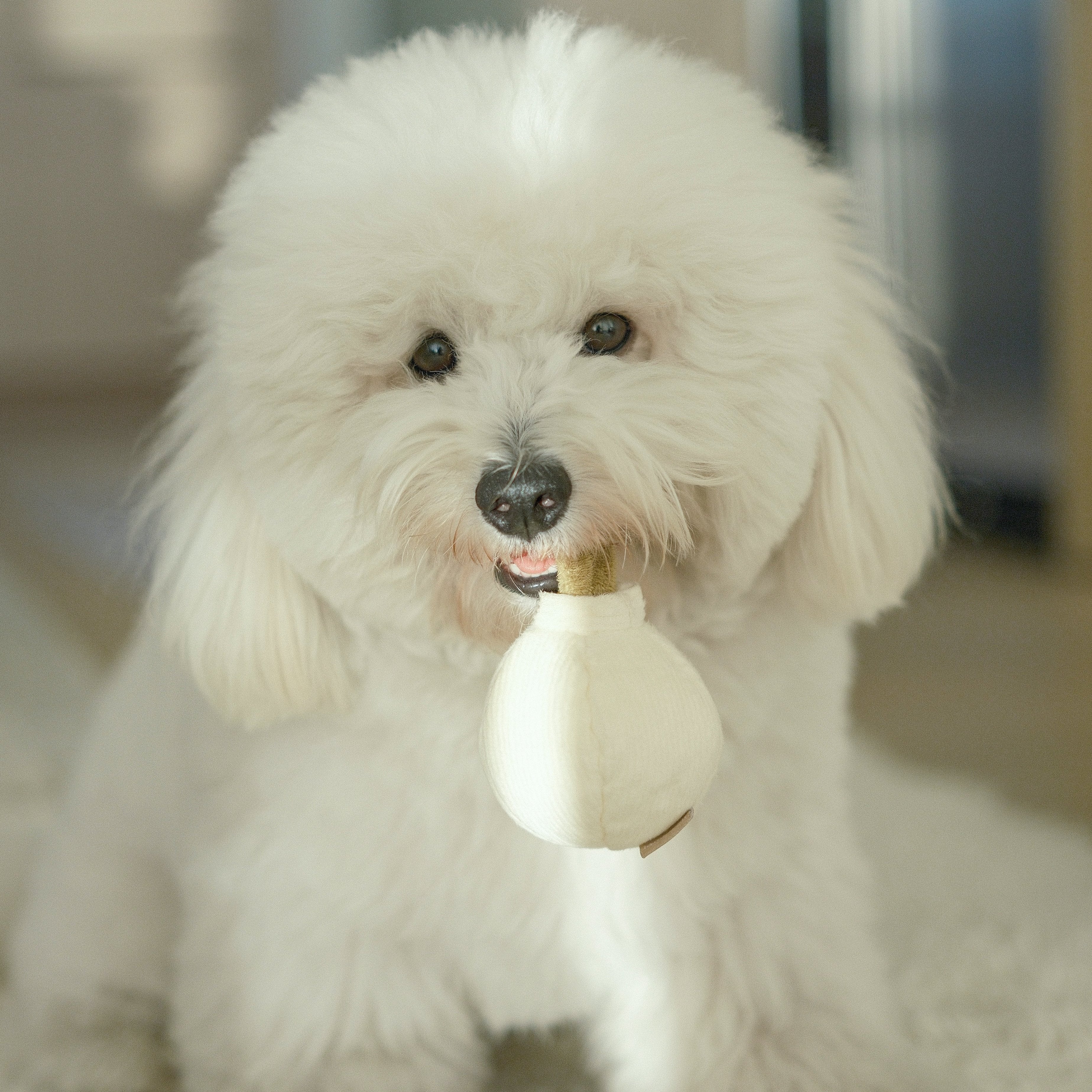 GARLIC POP - Image 5