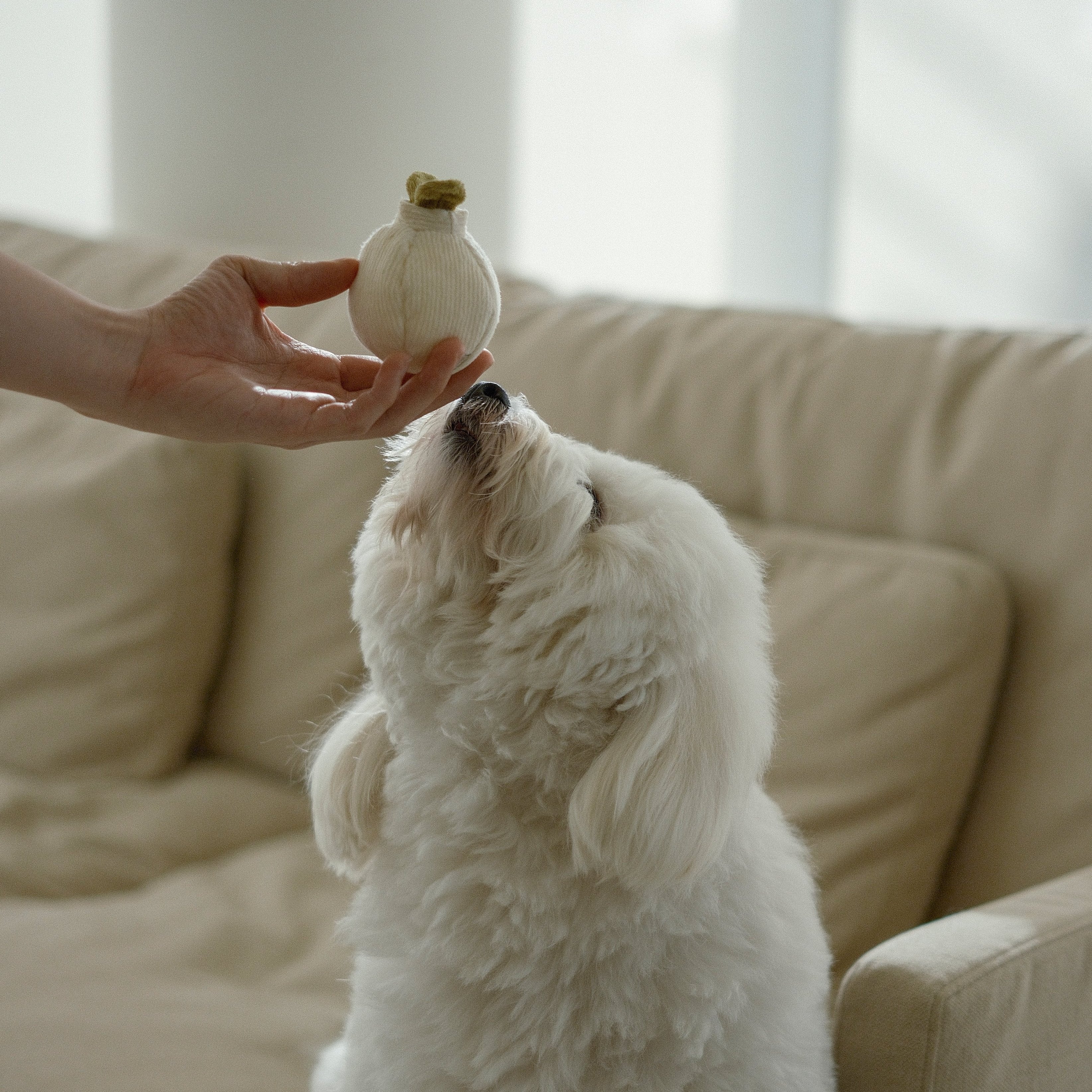 GARLIC POP - Image 6