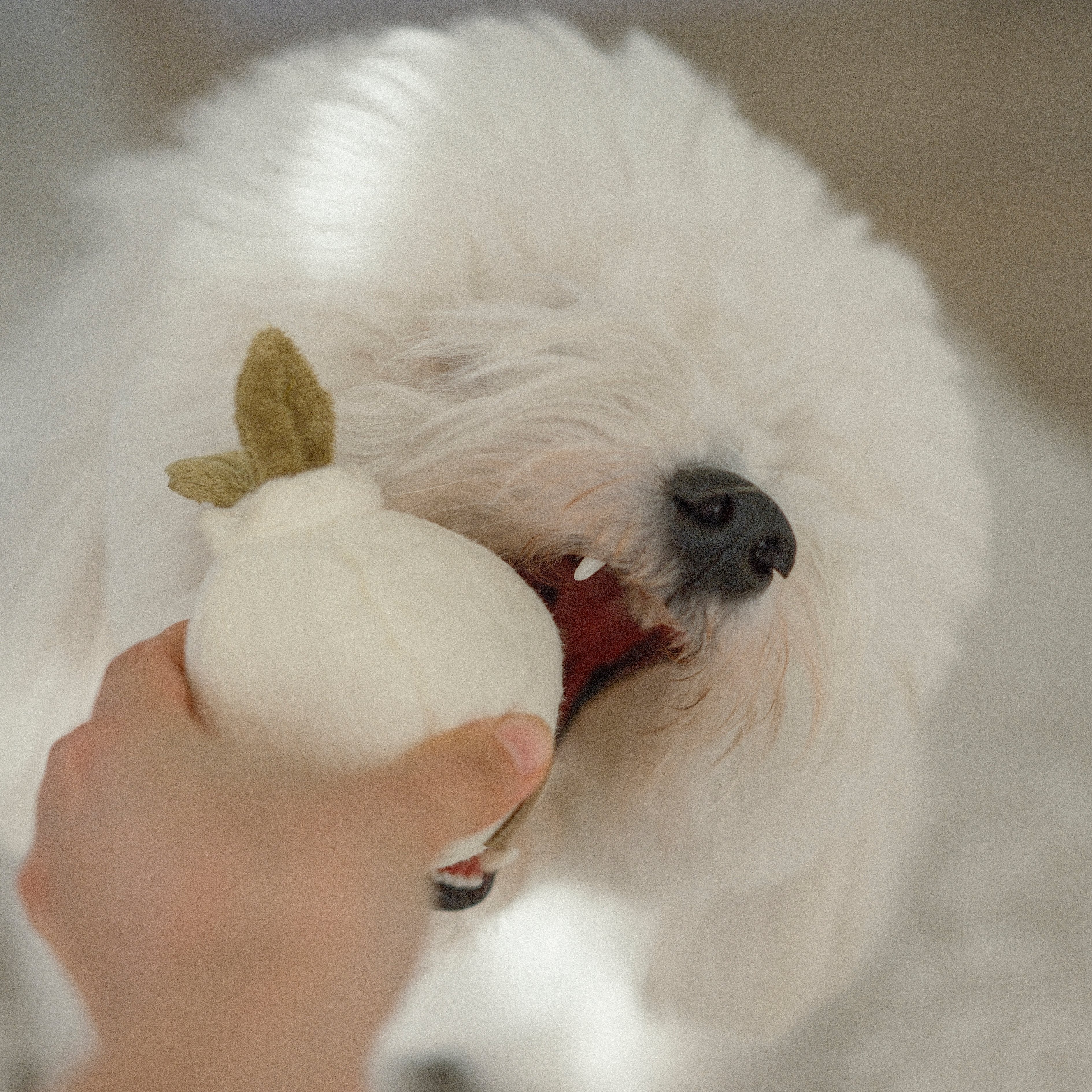 GARLIC POP - Image 7