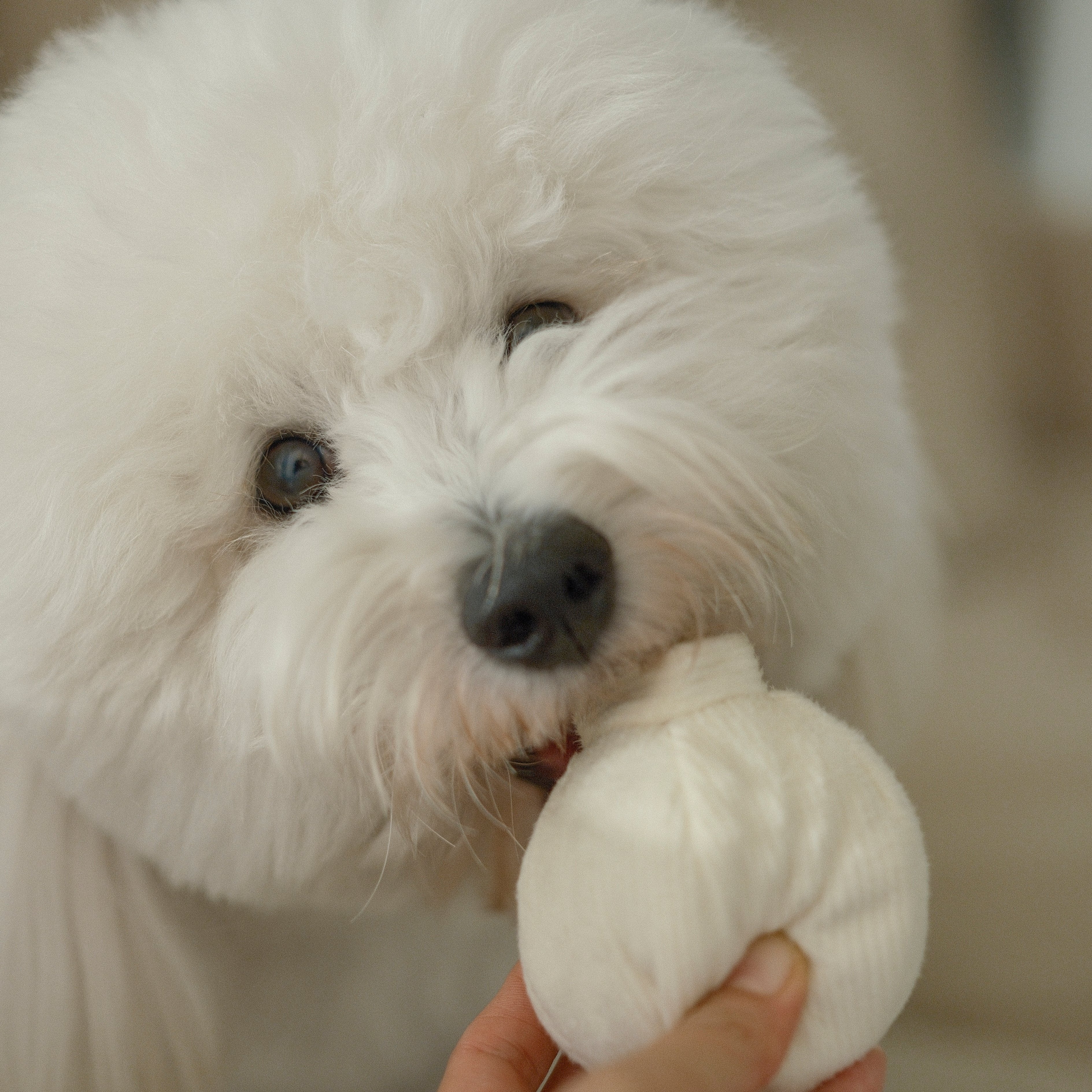 GARLIC POP - Image 8