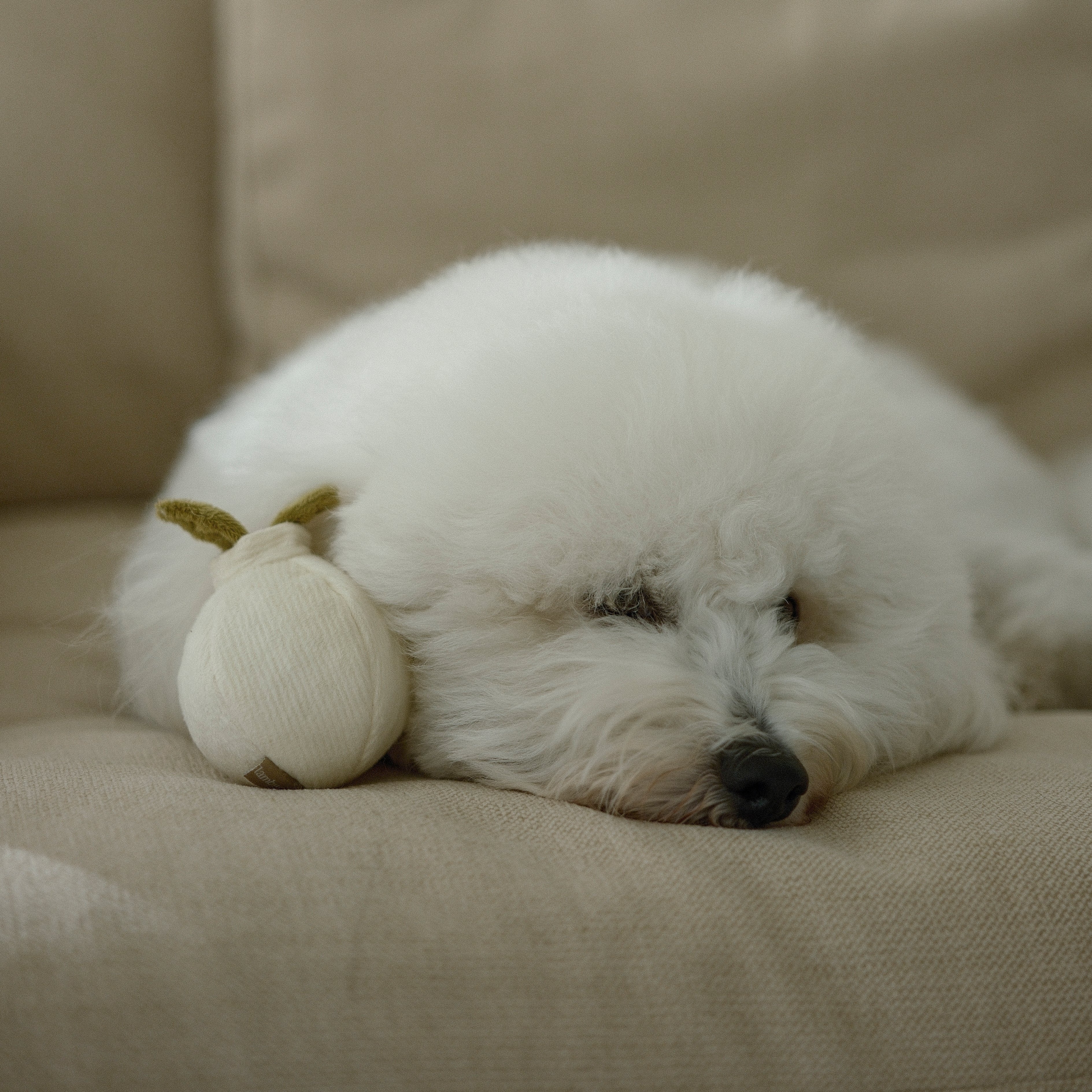 GARLIC POP - Image 9