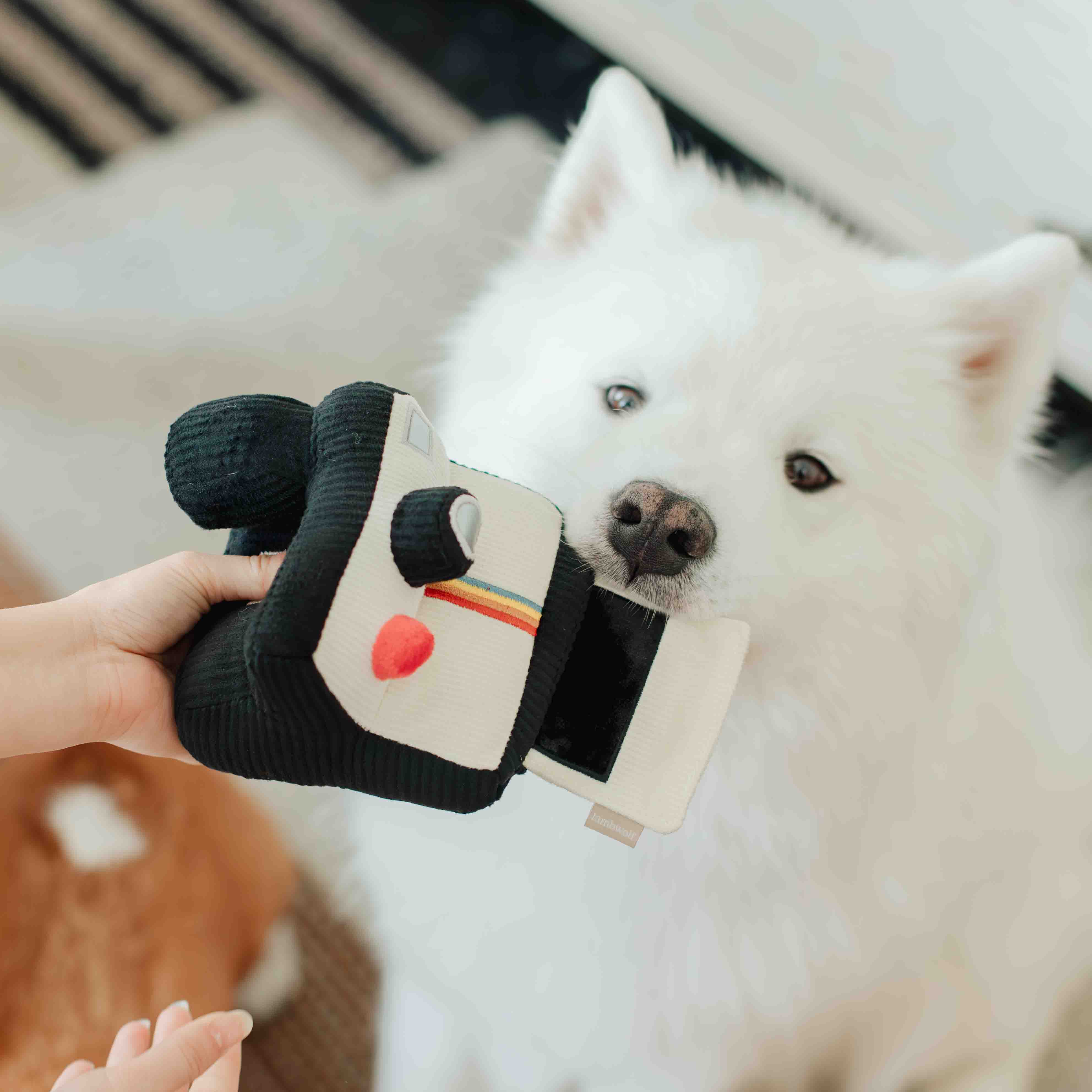 INSTANT CAMERA - Image 13