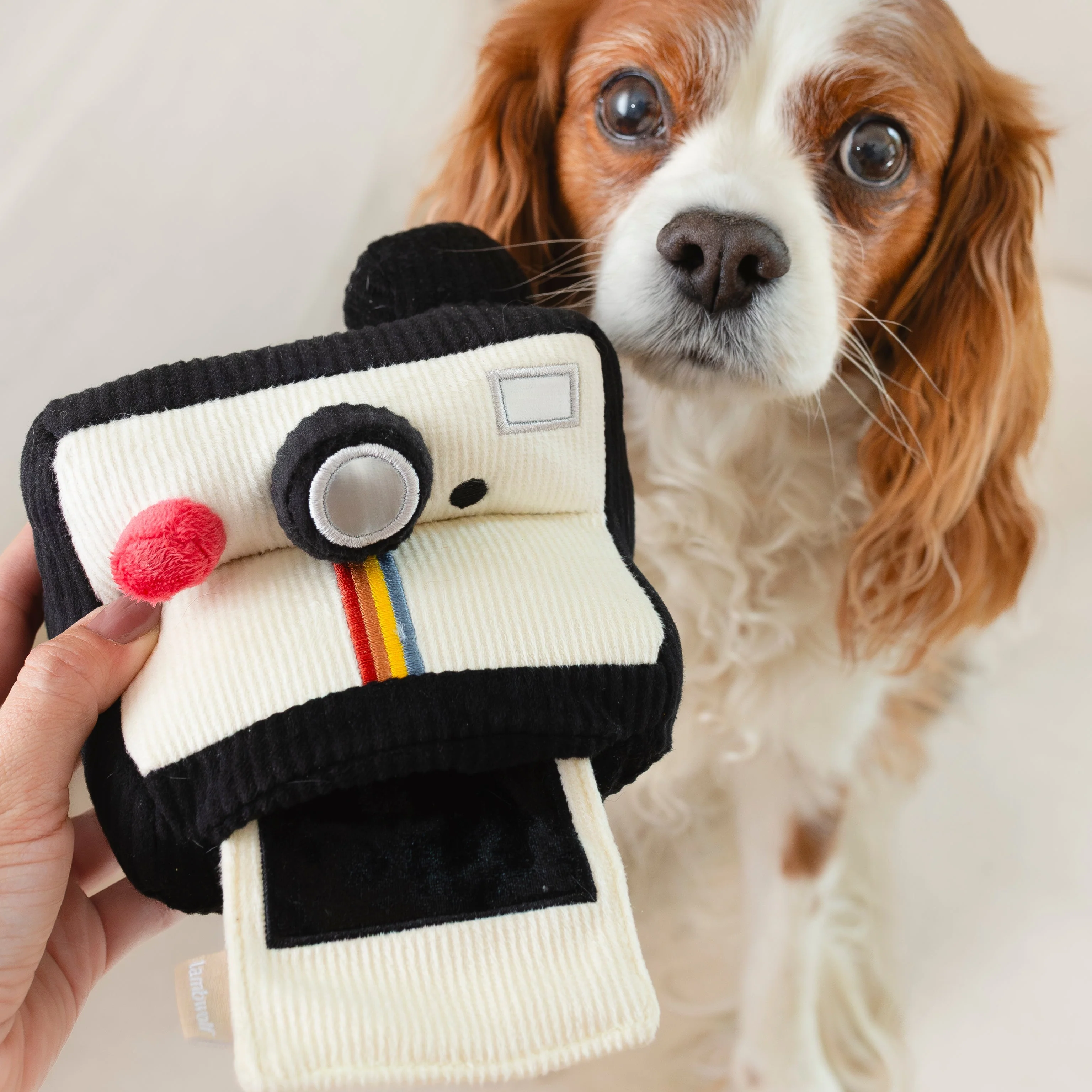 INSTANT CAMERA - Image 6
