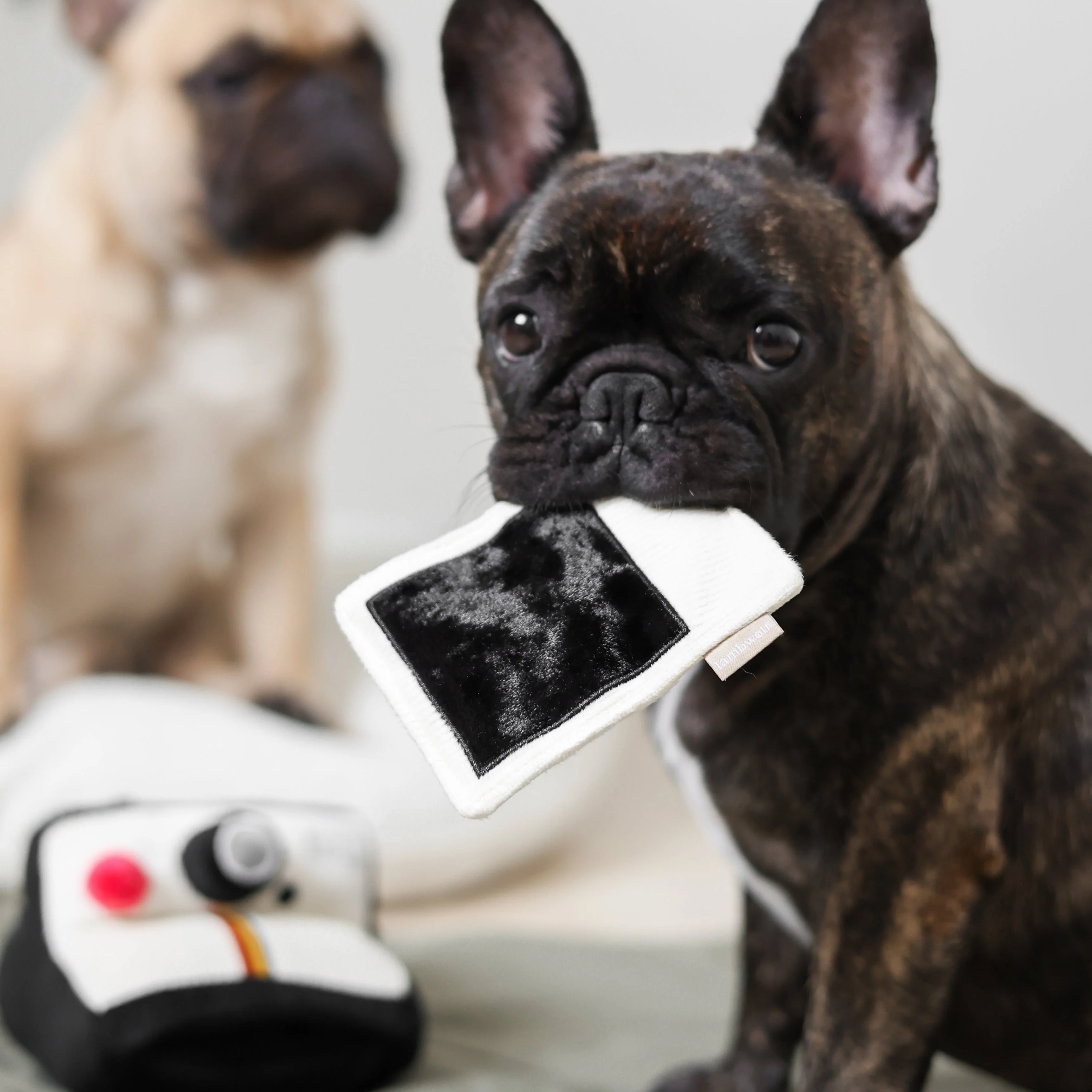INSTANT CAMERA - Image 7