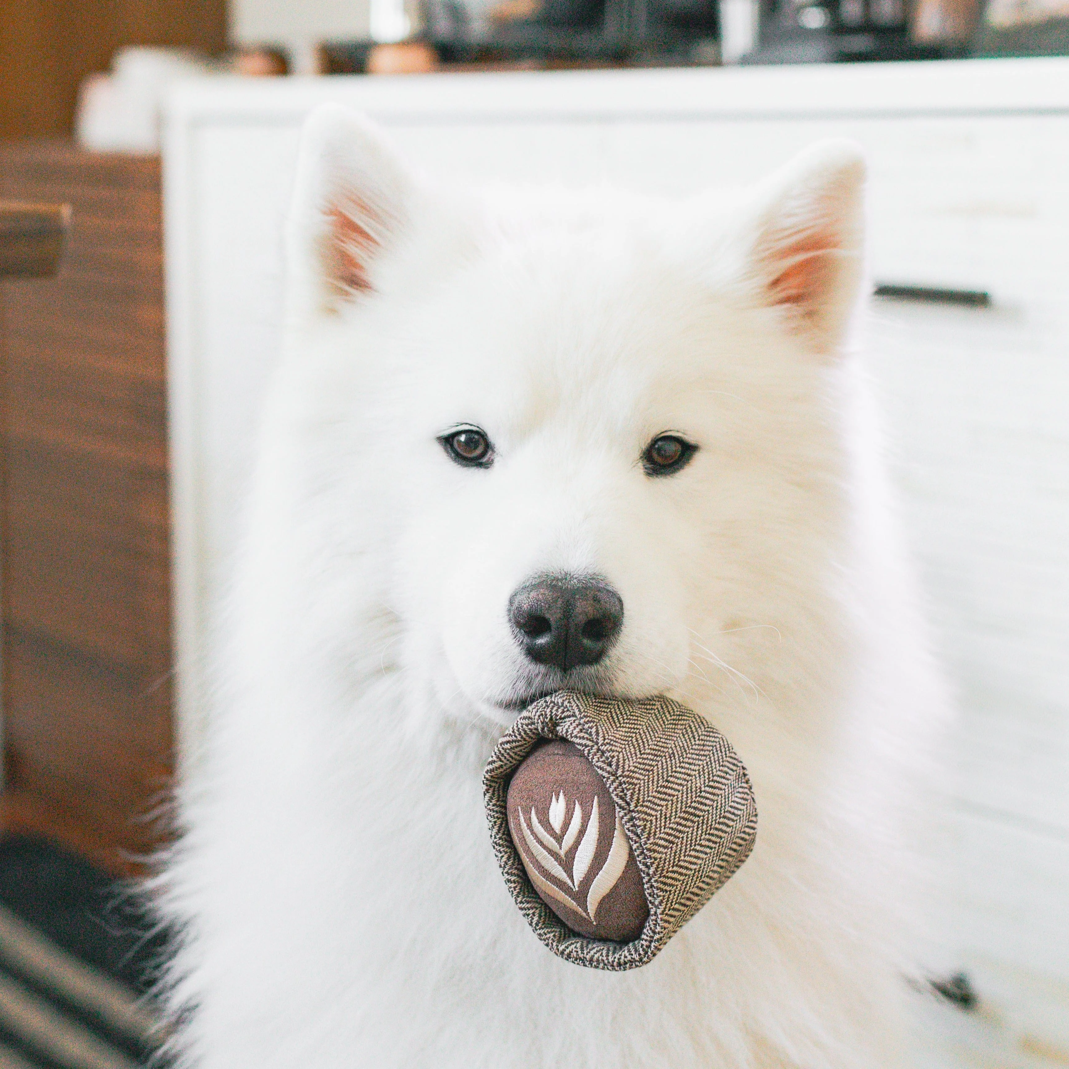 LATTE POP - Image 4