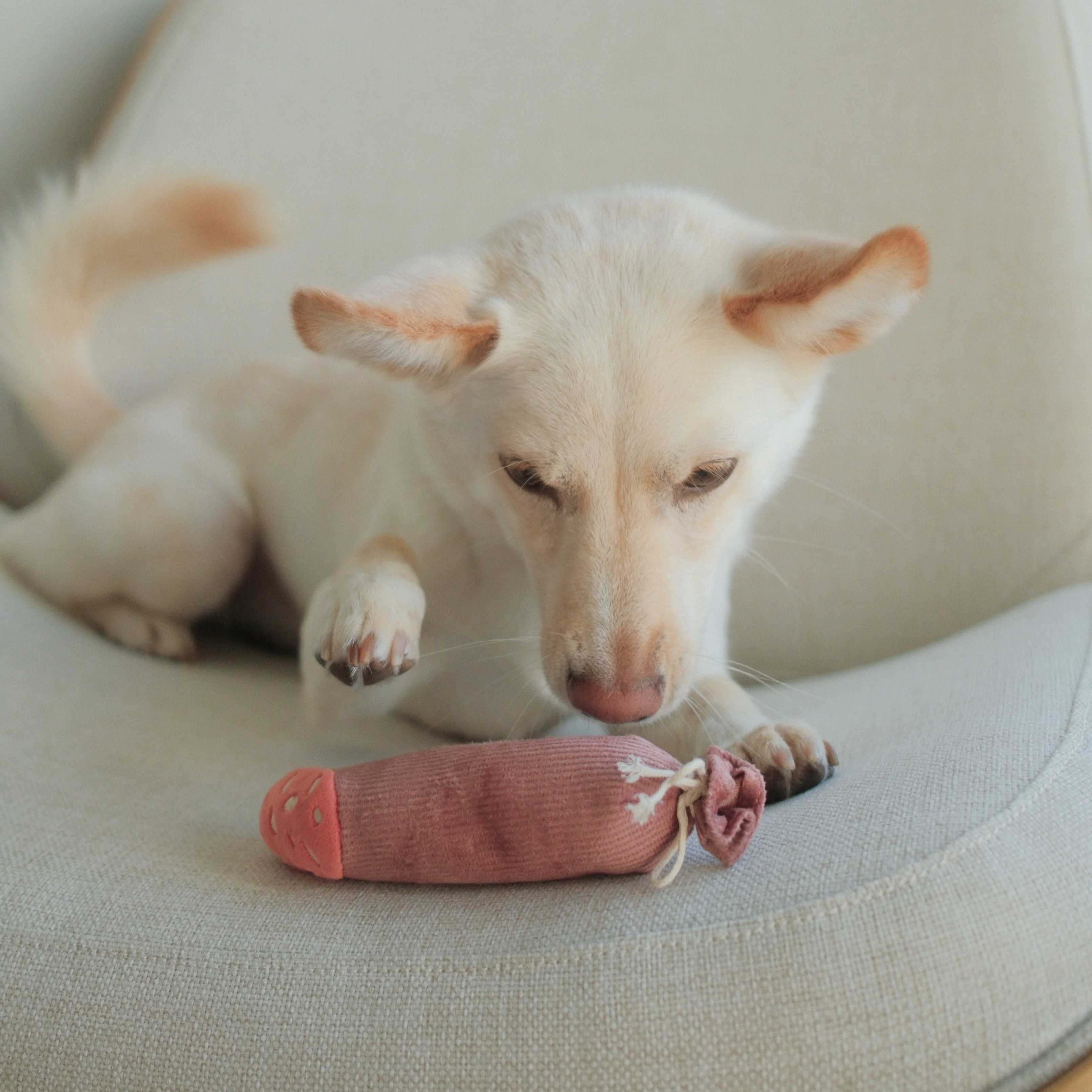 Olive + SALAMI - Image 6