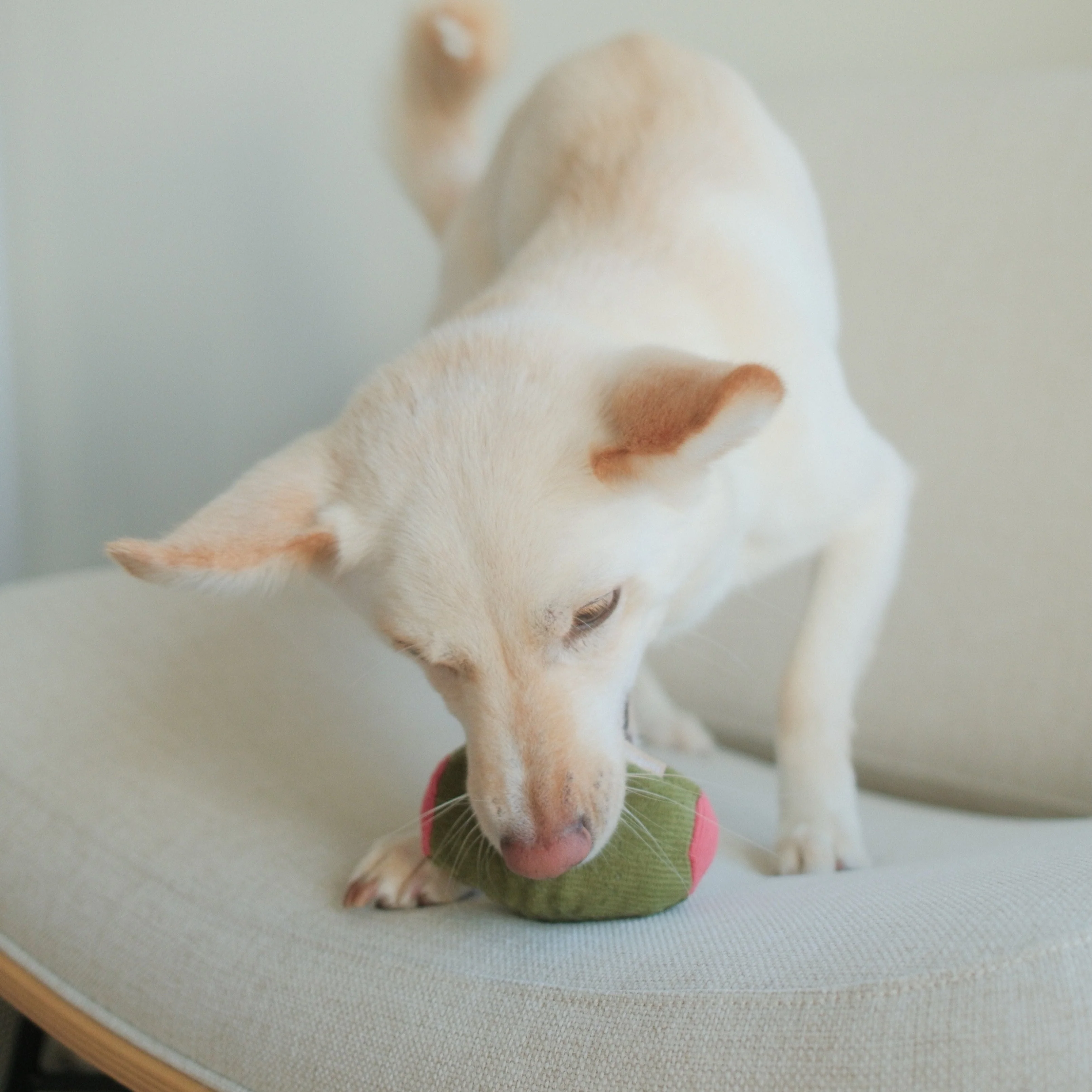 Olive + SALAMI - Image 7