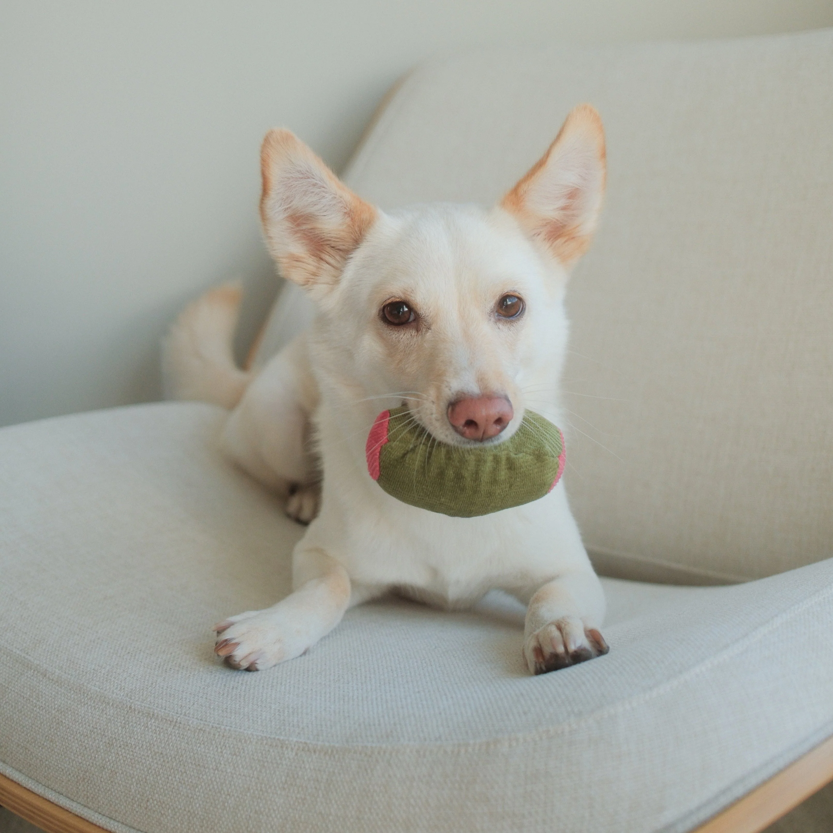 Olive + SALAMI - Image 8