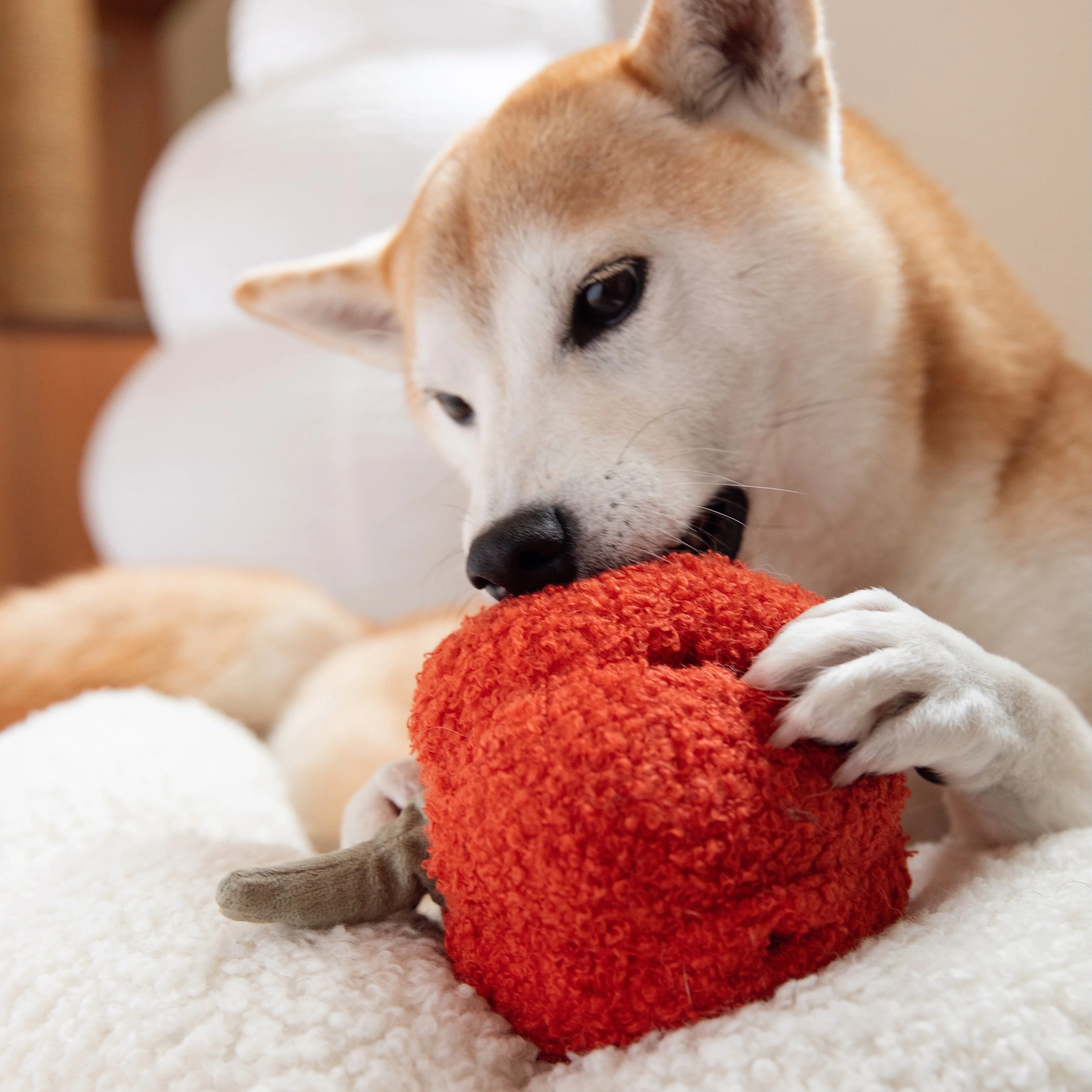 PEPPER - Image 3
