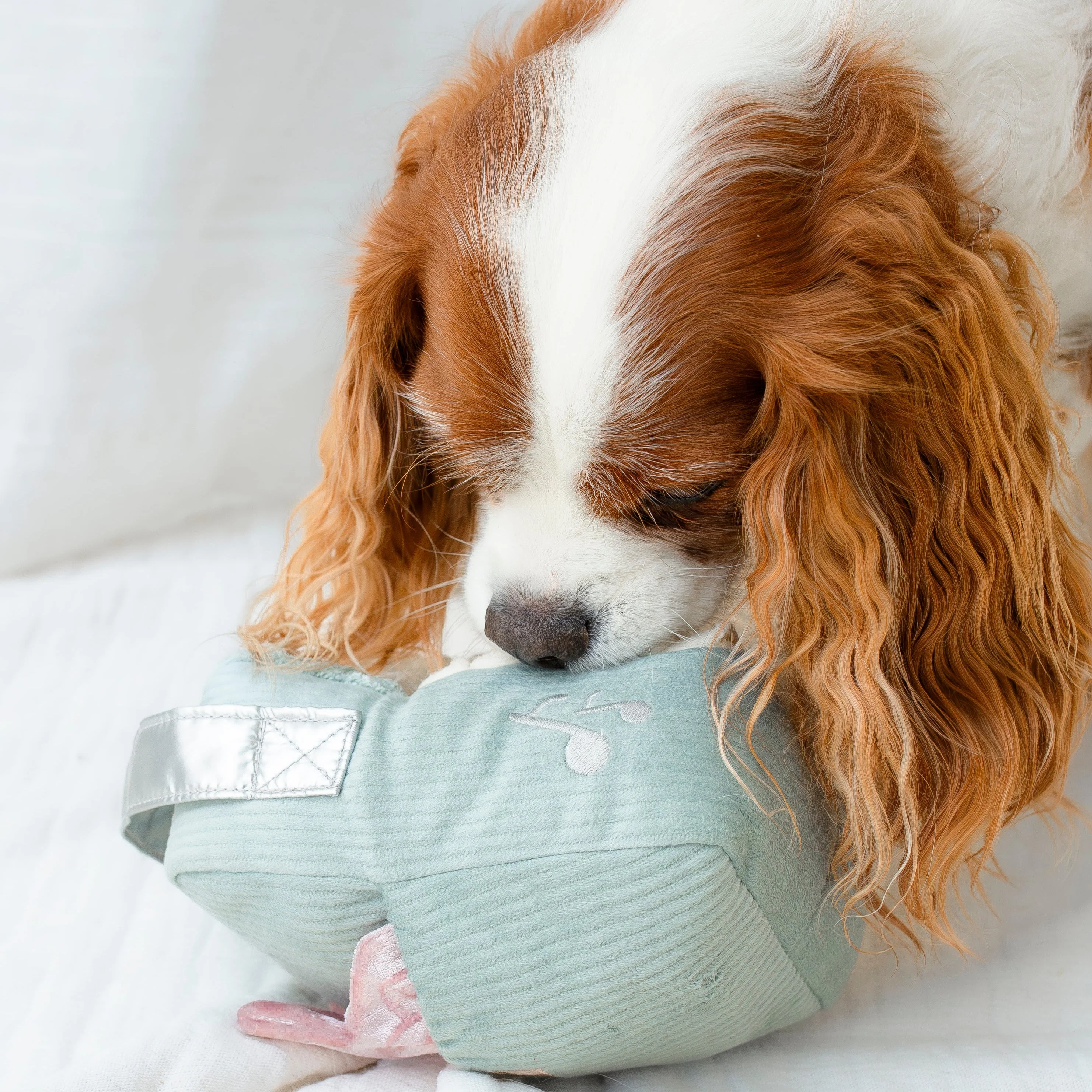 WOOF FM - Image 16